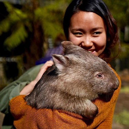 Fauna Australia Wildlife Retreat Lavers Hill Exterior photo