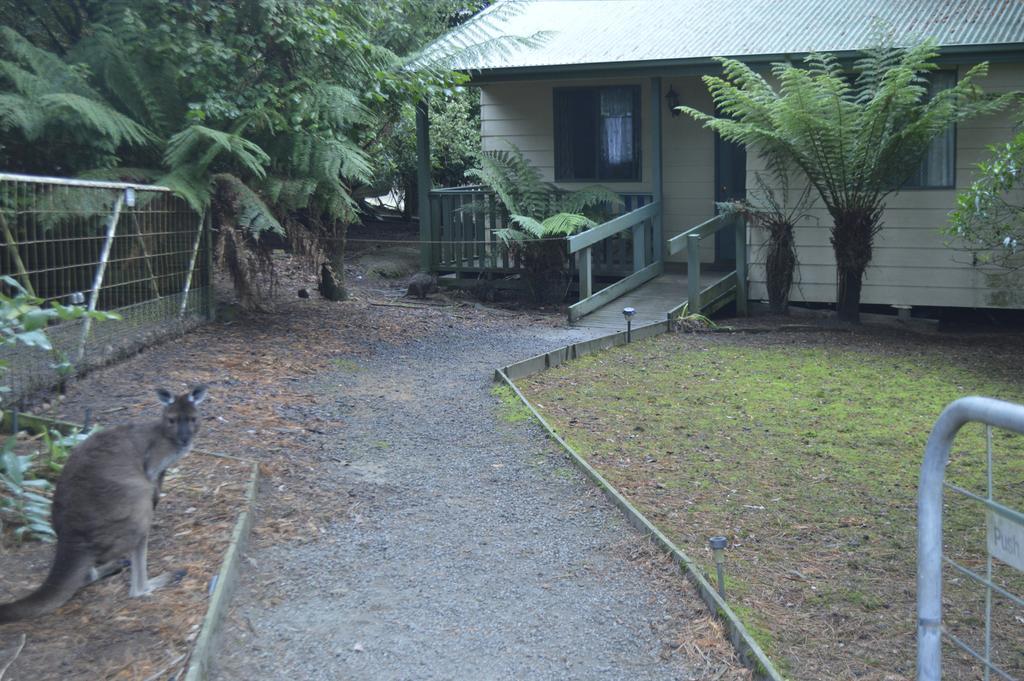 Fauna Australia Wildlife Retreat Lavers Hill Exterior photo