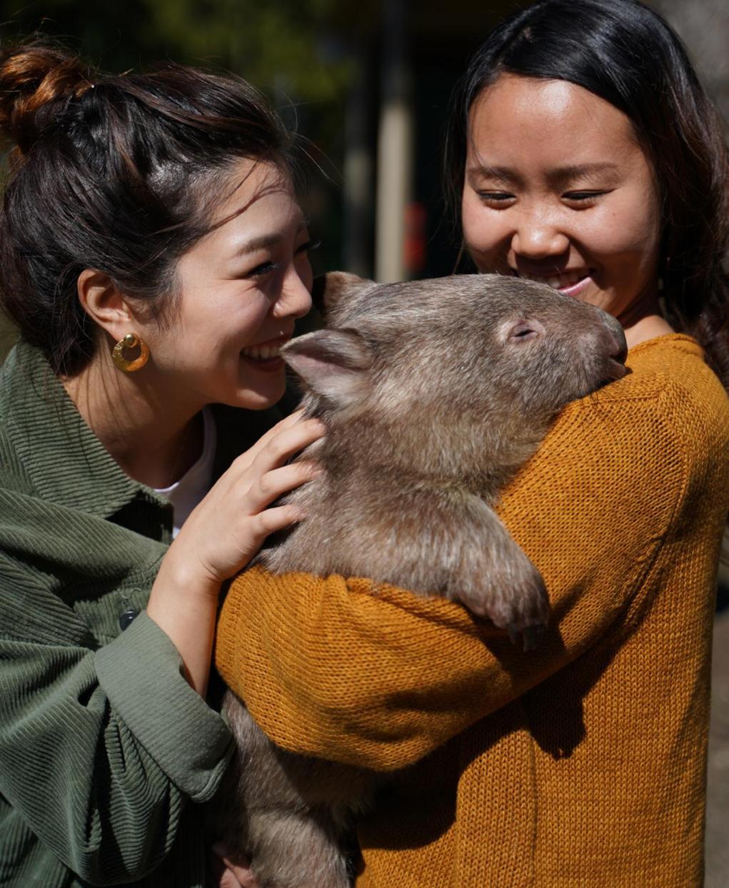 Fauna Australia Wildlife Retreat Lavers Hill Exterior photo