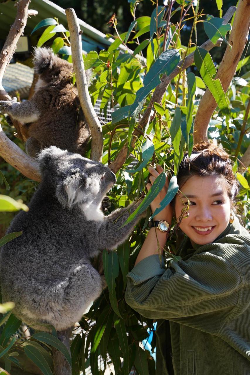 Fauna Australia Wildlife Retreat Lavers Hill Exterior photo